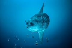 Měsíčník svítivý (Mola mola)