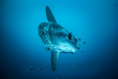 Měsíčník svítivý (Mola mola)