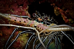 Langusta (Cryfish  Lobster)