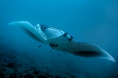 Manta (Manta ray)