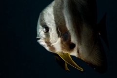 Netopýrník (Batfish)