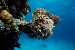 Útes (Reef)