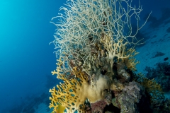 Útes (Reef)